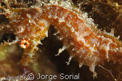 Sea horse by Jorge Sorial 